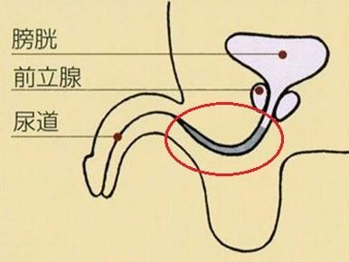 男性の尿路はおしっこが残りやすい構造です